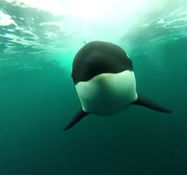 Face To Face With an Orca